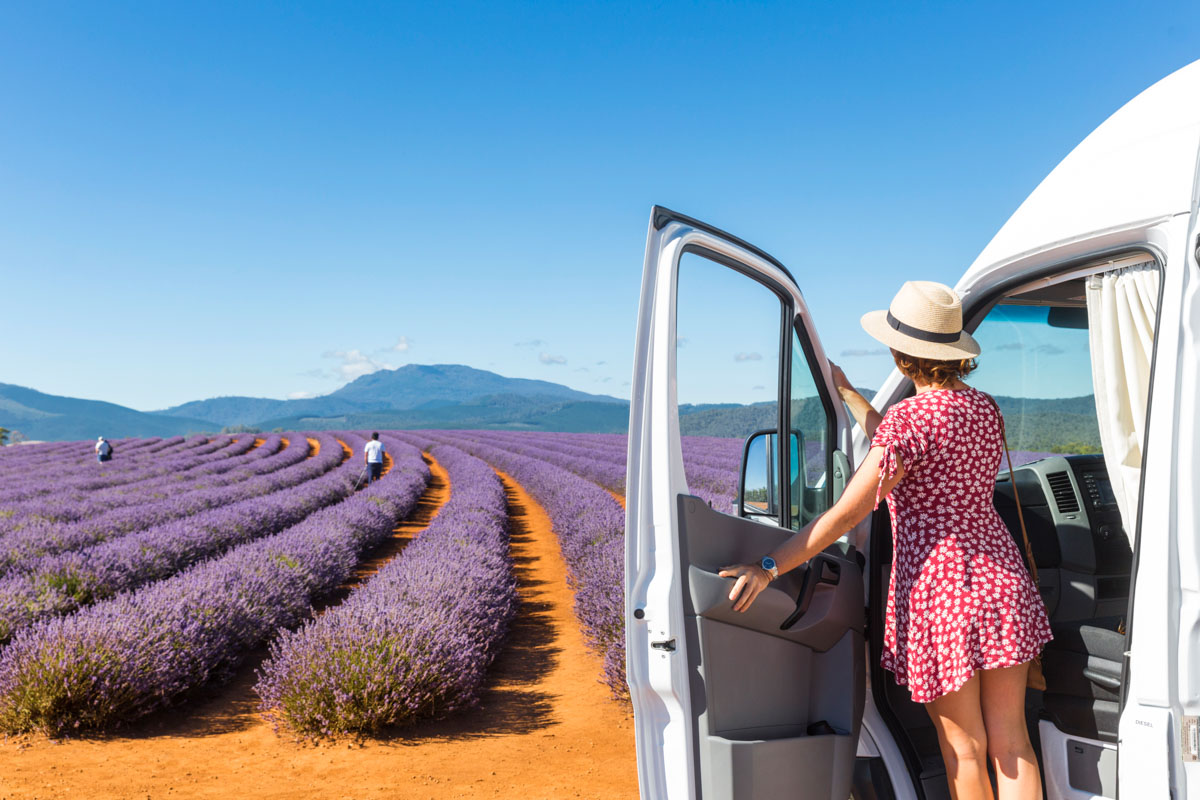 Tasmania - lavender field with Apollo Euro Tourer Tasmania - lavender field with Apollo Euro Tourer